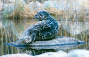 saimaan norppa